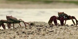 野生动物螃蟹行走的美丽特写