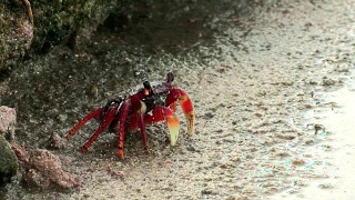 沙子上的螃蟹。沙蟹。生命在沙滩上螃蟹视频素材模板下载