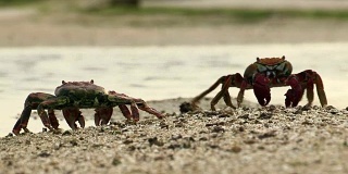 这是两只野蟹互相争斗或戏弄的漂亮画面。关于交配