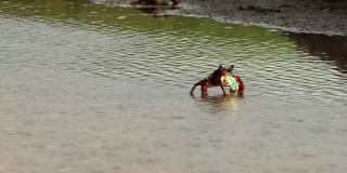 螃蟹独自穿过水坑河