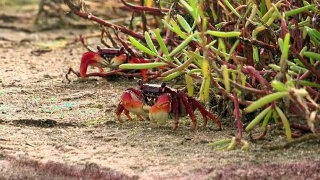 螃蟹。野蟹在野外。户外野生的螃蟹视频素材模板下载