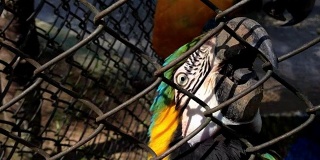 Papagaio。鸟笼里的鹦鹉