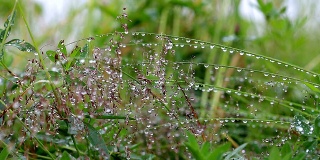 雨后的草地。