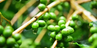 树上的露珠和绿咖啡豆