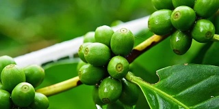 树上的露珠和绿咖啡豆