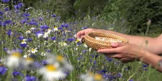 在夏季的田野里，草药师用手在玉米花间采摘雏菊。FullHD