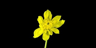 时间流逝-盛开的黄色大丽花与黑色背景