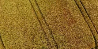 玉米田和轨道的鸟瞰图