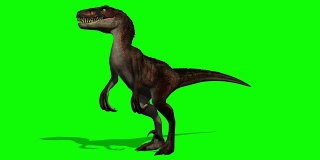 Velocirapor Dinosaurs in motion - green screen