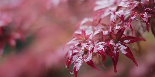 雨点落在一片红叶上，在中国的雨天
