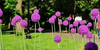 波士顿公园的巨型紫色感觉花