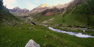 小溪流过盛开的高山草甸和郁郁葱葱的绿色林地设置在高海拔山脉在日落。奥斯塔谷，意大利阿尔卑斯山。