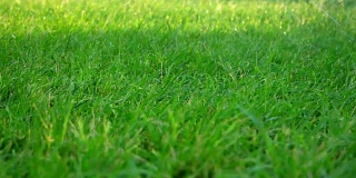 水滴落在绿色的草地上