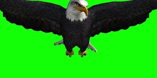 白头鹰滑翔飞行特写-绿色屏幕