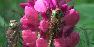 两只蜻蜓在粉红色羽扇豆上