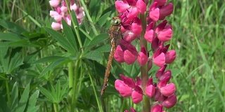 粉红色羽扇豆上的蜻蜓