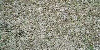 白榆树的种子在地上