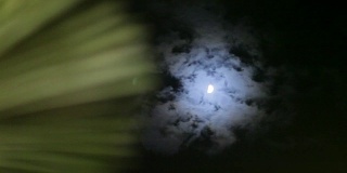 聚焦月亮的情绪在亚洲的树枝在夜晚