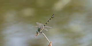 普通翼尾蜻蜓以其他昆虫为食