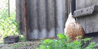 两只小鸡在院子里散步。