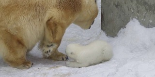 一只北极熊幼崽在冬天和母熊玩耍