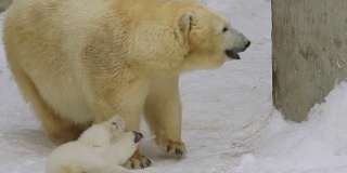 一只北极熊幼崽在冬天跑到母熊身边