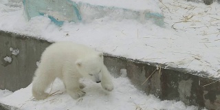 一只北极熊幼崽爬了上来
