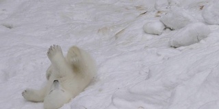 一只北极熊幼崽在雪中休息和玩耍