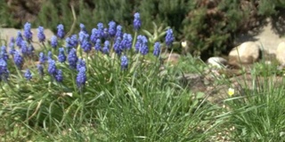 布鲁姆muscari