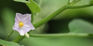 茄子花