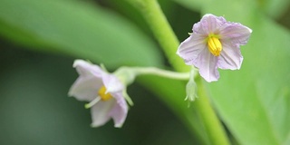 茄子花