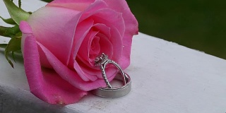美丽的特写玫瑰和结婚戒指与水滴
