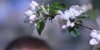 年轻女子女孩的女性手抚摸和爱抚着甜美的白色樱桃树的枝条盛开在一个阳光明媚的春天在花园里