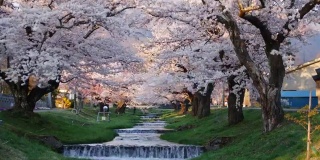 日本福岛川崎田的樱花