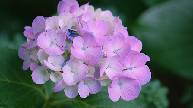 绣球花，在东京，日本，Kokubunji