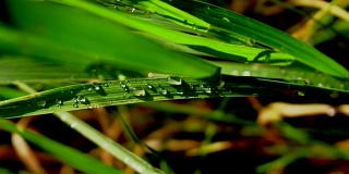 雨后湿漉漉的绿草近了