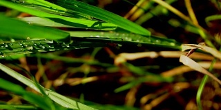 雨后湿漉漉的绿草近了