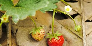 种植园里美味的草莓