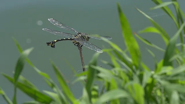 蜻蜓在树枝上休息和飞行的慢镜头