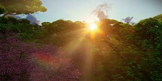 日本园林的春天，阳光在树间照耀，夕阳，鸟瞰