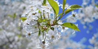 春天樱花枝头开着白色的花和绿色的叶子