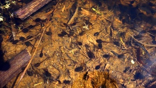 蝌蚪在温暖的水中游泳。莫慢，莫慢视频素材模板下载