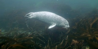灰色海豹在日本海的水下草中游泳。
