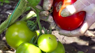 收获成熟的有机番茄视频素材模板下载