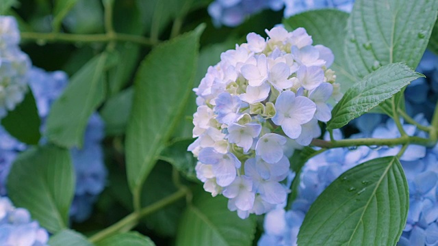 绣球花，在东京，日本，Kokubunji