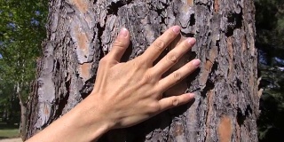 女人用手抚摸着树