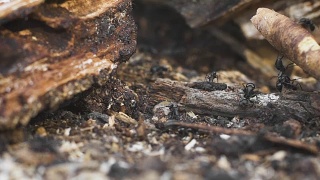 树上的蚂蚁，野生动物视频素材模板下载