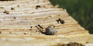 一只蚂蚁在吃虫子