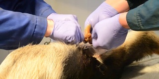 两名兽医为动物做手术