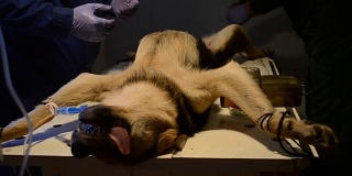 狗在手术中处于麻醉状态